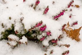 Orange blossoms covered with fresh snow in the Dendrological Garden in Pruhonice