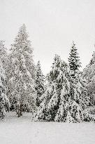 Trees in landscape under fresh snow