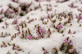 Winter Heath in the Dendrological Garden under fresh snow