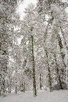 Larch forest with fresh snow