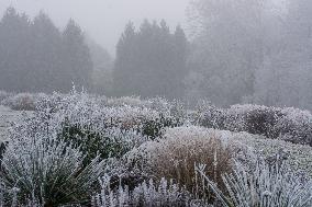 Plants covered with white frost during a chilly day