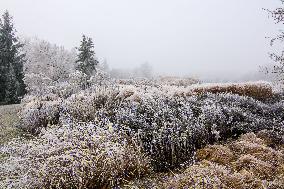 Plants covered with white frost during a chilly day