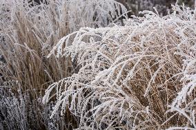 Plants covered with white frost during a chilly day