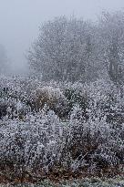 Plants covered with white frost during a chilly day