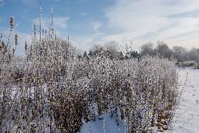 Plants covered with white frost during a chilly day