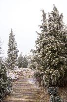 Plants covered with white frost during a chilly day