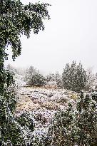 Plants covered with white frost during a chilly day