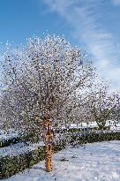 Tree covered with white frost during a chilly day