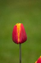 Tulip 'Denmark ', flowering tulips in the Dendrological Garden