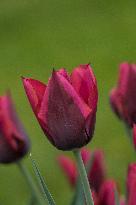 Tulipa 'Slawa', flowering tulips in the Dendrological Garden