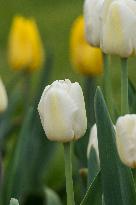 Flower of a white tulip
