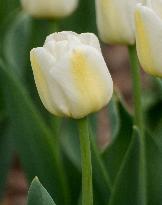 Flower of a white tulip