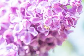Flowering lilacs in the collection of the Dendrological Garden in Pruhonice