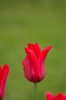 Tulip 'Moneymaker', flowering tulips in the Dendrological Garden