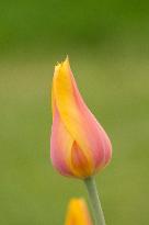 Tulip ｴHocus Pocus', flowering tulips in the Dendrological Garden