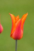 Tulip 'Balerina', flowering tulips in the Dendrological Garden