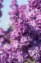 Flowering lilacs in the collection of the Dendrological Garden in Pruhonice