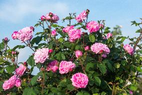 Heritagel roses in the collections of the Dendrological Gardens in Pruhonice