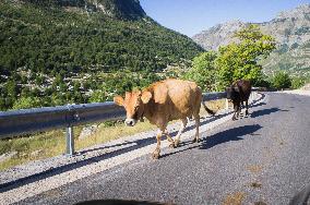 Livestock on the road, cow, cows