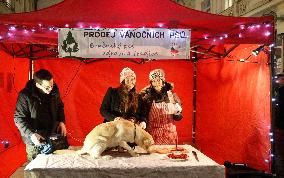 protest happening Selling of Christmas dogs