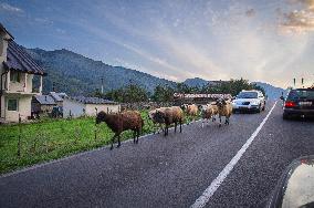 Livestock, sheep flock, on the road