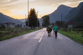 Livestock on the road, cow, shepherd