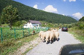 Livestock, sheep flock, on the road