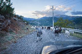 Livestock, goat and sheep herd on the road, shepherd, shepherds