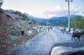 Livestock, goat and sheep herd on the road, shepherd, shepherds