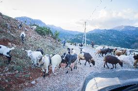 Livestock, goat and sheep herd on the road, shepherd, shepherds