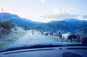 Livestock, goat and sheep herd on the road, shepherd, shepherds