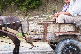 a donkey cart riding by elderly man and woman