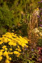 Exhibition of chrysanthemum varieties bred in Pruhonice in the last 20 years, September 218