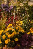 Exhibition of chrysanthemum varieties bred in Pruhonice in the last 20 years, September 218