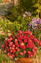 Exhibition of chrysanthemum varieties bred in Pruhonice in the last 20 years, September 218