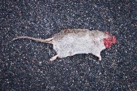 an overruned Brown Rat, Rattus norvegicus, carcass lying on the street, dead animal