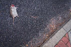 an overruned Brown Rat, Rattus norvegicus, carcass lying on the street, dead animal