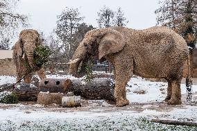 African Elephant, (Loxodonta africana)