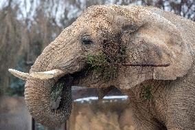 African Elephant, (Loxodonta africana)