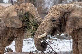 African Elephant, (Loxodonta africana)