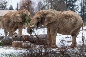 African Elephant, (Loxodonta africana)