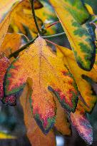 Autumn coloring of ornamental shrubs in the Dendrological Garden in Pruhonice