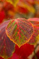 Autumn coloring of ornamental shrubs in the Dendrological Garden in Pruhonice