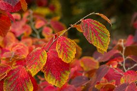 Autumn coloring of ornamental shrubs in the Dendrological Garden in Pruhonice