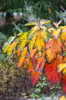 Autumn coloring of ornamental shrubs in the Dendrological Garden in Pruhonice