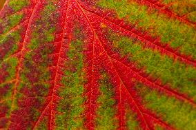 Autumn coloring of ornamental shrubs in the Dendrological Garden in Pruhonice