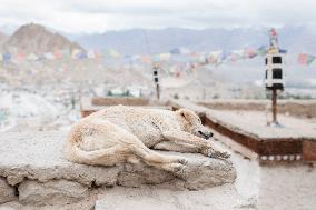 Stray dog, town, Leh, Himalayas, Ladakh, Kashmir, India