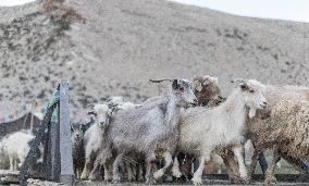 Pashmina goats, nomad village, Changtang, Himalayas, Ladakh, Kashmir, India