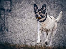 Running dog with a ball in his mouth
