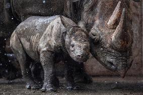 Black rhinoceros (Diceros bicornis)